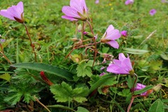 Geranium donianum